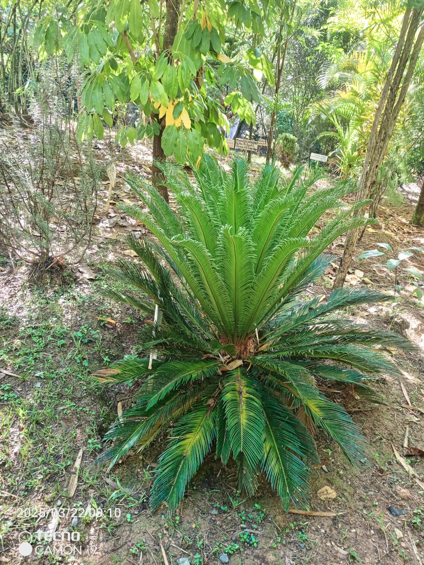Tree planting experience